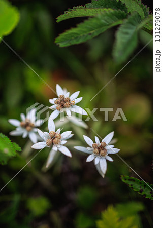礼文島に咲く希少なレブンウスユキソウ 131279078