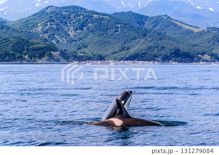 青い海と山に包まれるオルカウォッチングの瞬間 131279084