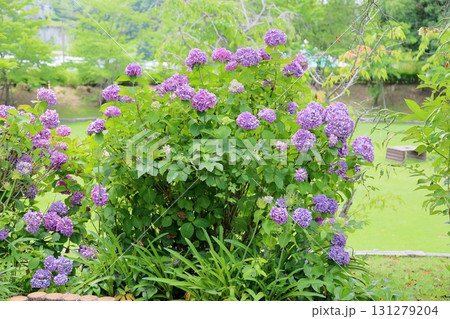 爽やか　アジサイの花 131279204