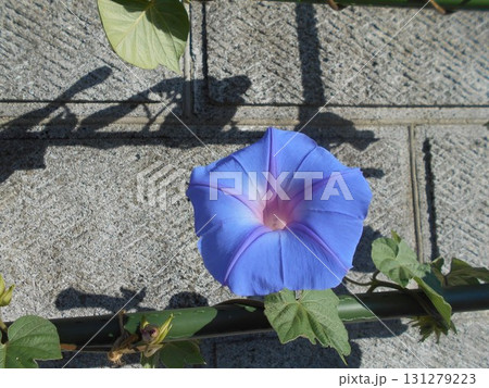 ノアサガオ 131279223