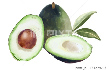 シンプルなアボカドのイラスト 131279293