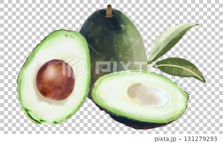 シンプルなアボカドのイラスト 131279293