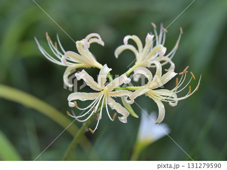 雨上がりの白花曼殊沙華 雨上がりの白花曼殊沙華 131279590