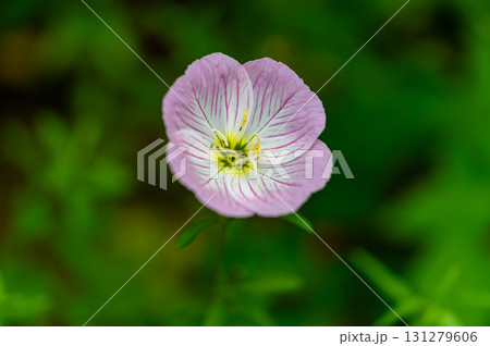 ヒルザキツキミソウ ヒルザキツキミソウ 131279606