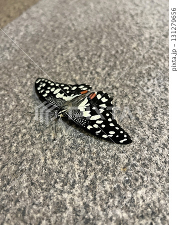 蝶 チョウ 蝴蝶 131279656