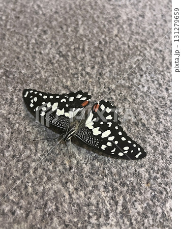 蝶 チョウ 蝴蝶 131279659