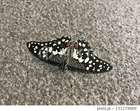 蝶 チョウ 蝴蝶 131279660