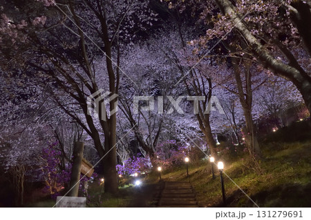 美幌町の夜桜 美幌町の夜桜 131279691