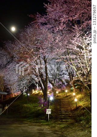 美幌町の夜桜 美幌町の夜桜 131279697