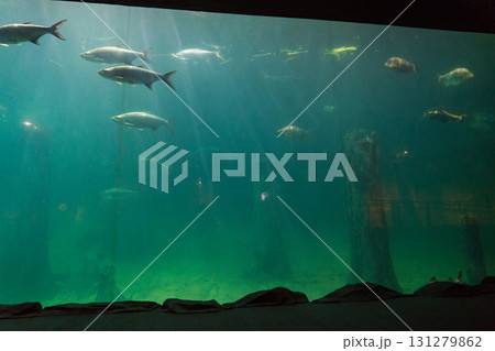 リバーワンダーのAmazon Flooded Forest 131279862