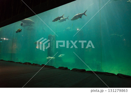 リバーワンダーのAmazon Flooded Forest 131279863