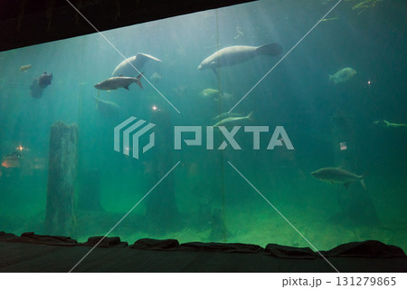 リバーワンダーのAmazon Flooded Forest 131279865