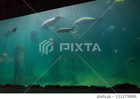 リバーワンダーのAmazon Flooded Forest 131279866
