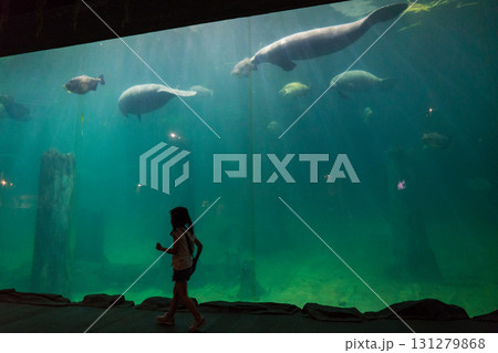 リバーワンダーのAmazon Flooded Forest 131279868