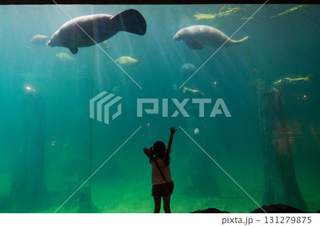 リバーワンダーのAmazon Flooded Forest 131279875