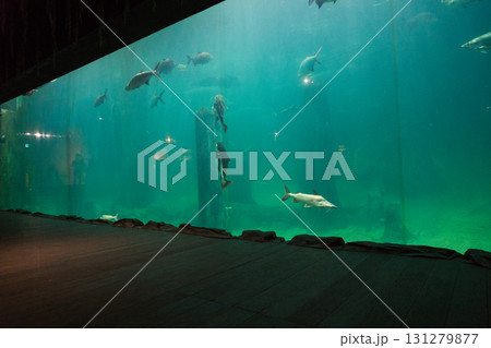 リバーワンダーのAmazon Flooded Forest 131279877