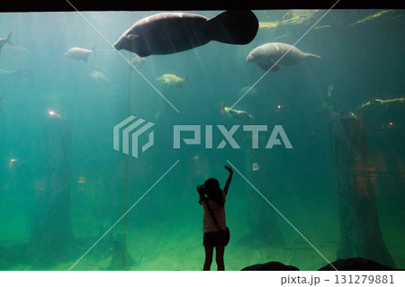 リバーワンダーのAmazon Flooded Forest 131279881