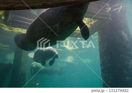 リバーワンダーのAmazon Flooded Forest リバーワンダーのAmazon Flooded Forest 131279882