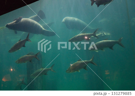 リバーワンダーのAmazon Flooded Forest リバーワンダーのAmazon Flooded Forest 131279885