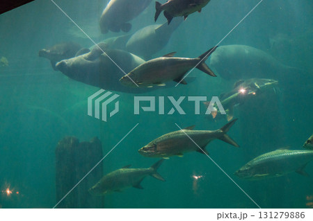 リバーワンダーのAmazon Flooded Forest リバーワンダーのAmazon Flooded Forest 131279886