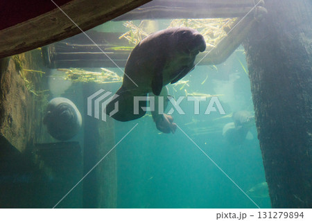 リバーワンダーのAmazon Flooded Forest 131279894