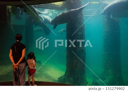 リバーワンダーのAmazon Flooded Forest 131279902