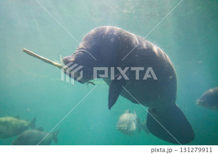 リバーワンダーのAmazon Flooded Forest 131279911