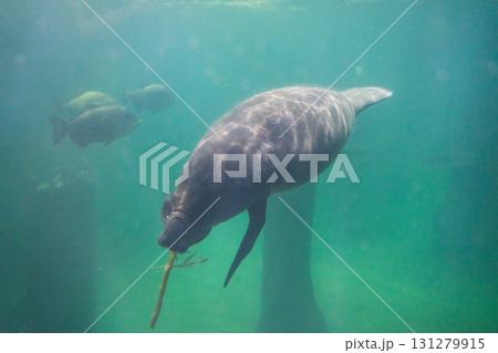 リバーワンダーのAmazon Flooded Forest 131279915