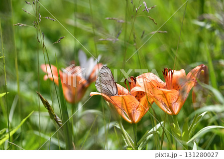 北海道小清水原生花園 北海道小清水原生花園 131280027