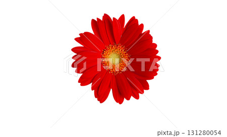 ガーベラの生花の切り抜き　写真画像　赤色　白バックpng透明 131280054
