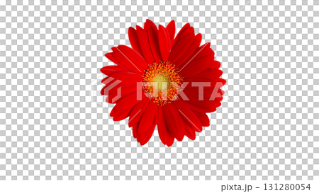 ガーベラの生花の切り抜き　写真画像　赤色　白バックpng透明 131280054