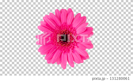 新鮮非洲菊花朵剪紙,照片影像,鮮粉紅色,白色背景,透明PNG 新鮮非洲菊花朵剪紙,照片影像,鮮粉紅色,白色背景,透明PNG 131280061