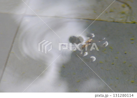 水面に浮かぶアメンボウ 水面に浮かぶアメンボウ 131280114