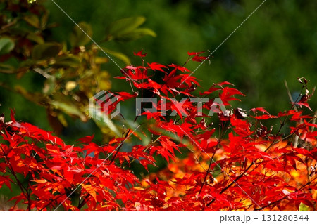 真っ赤な紅葉 131280344