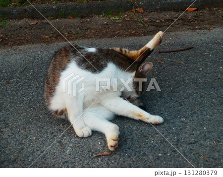 毛づくろいをする猫 131280379