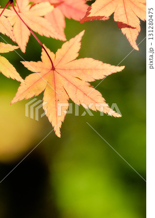 薄暗い緑背景オレンジ色に色づくもみじの葉紅葉 薄暗い緑背景オレンジ色に色づくもみじの葉紅葉 131280475