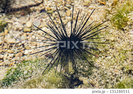 アオスジガンガゼ 131280531