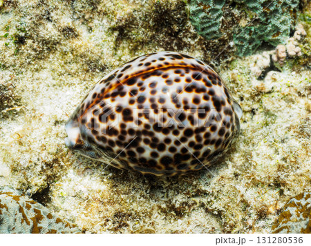 ホシダカラ 131280536