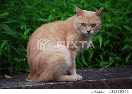 こちらを見つめる猫 こちらを見つめる猫 131280548