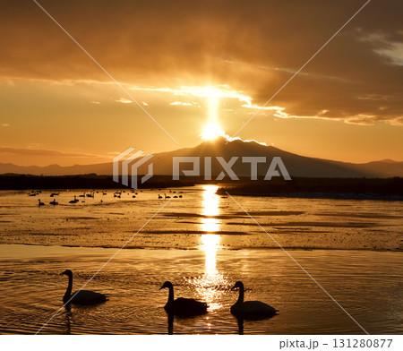 涛沸湖の夜明けと白鳥 131280877