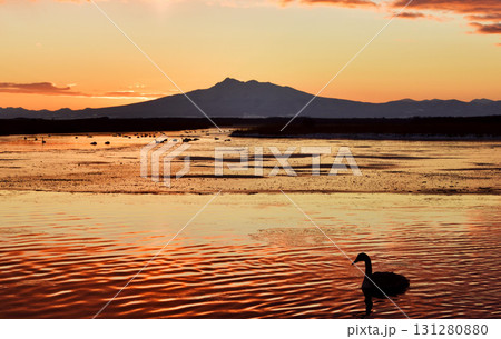 涛沸湖の夜明けと白鳥 131280880