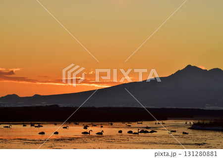 涛沸湖の夜明けと白鳥 131280881