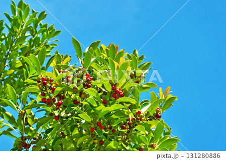 赤いモチノキの実（秋、九月） 131280886