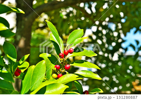 赤いモチノキの実（秋、九月） 131280887