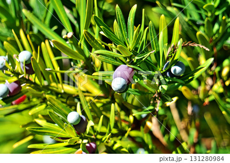 カラフルな色のラカンマキの実（秋、九月） 131280984
