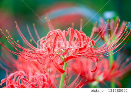 赤い彼岸花 131280992