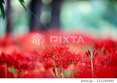 赤い彼岸花 131280995