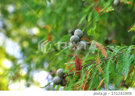 ラクウショウの実(秋、九月) ラクウショウの実(秋、九月) 131281009