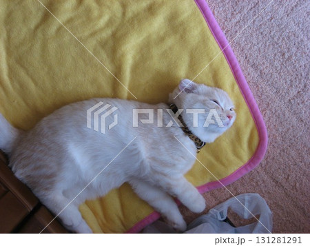 眠る子猫 131281291