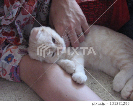 飼い主と子猫 飼い主と子猫 131281293